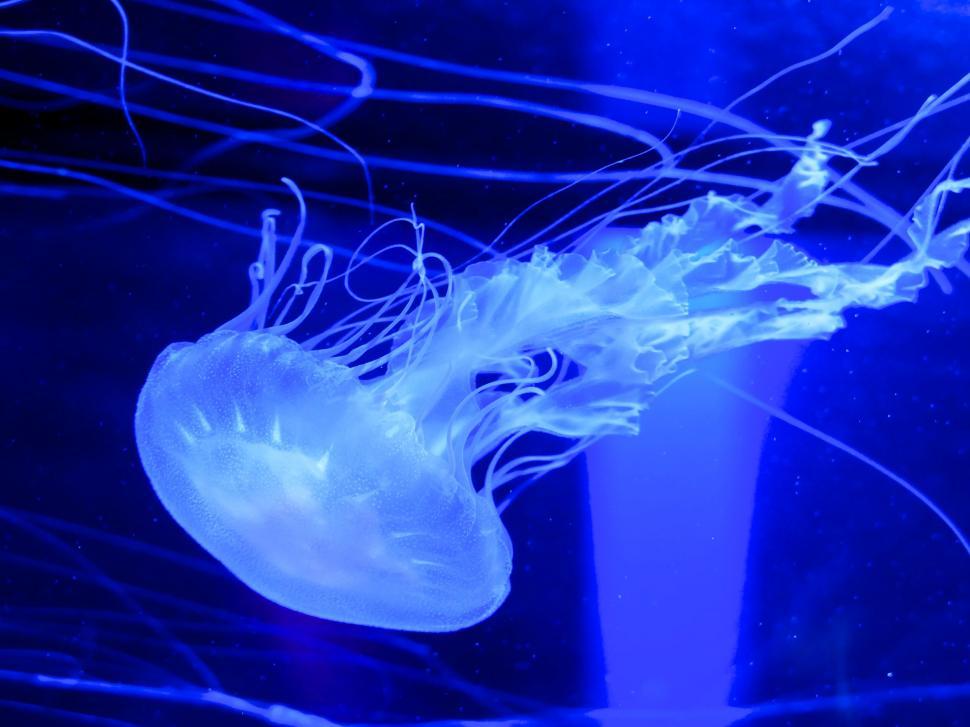 Free Image of Mysterious deep blue jellyfish drifting 