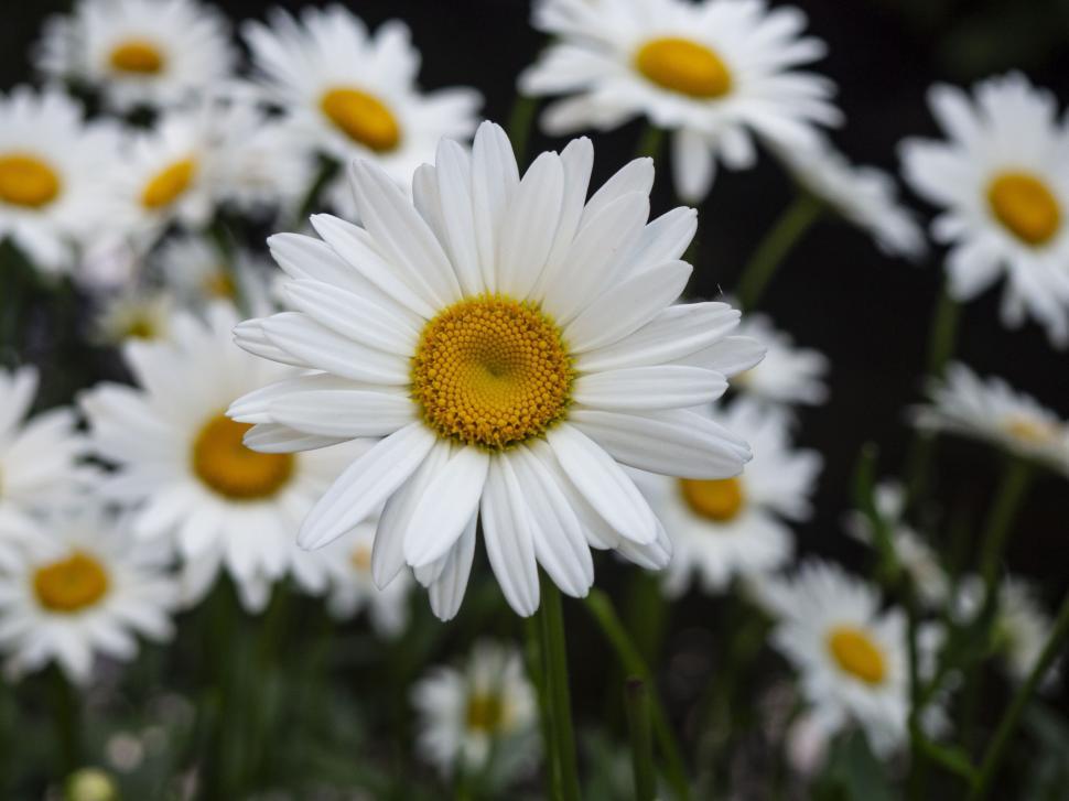 Free Image of Vivid white daisy flowers with yellow centers 