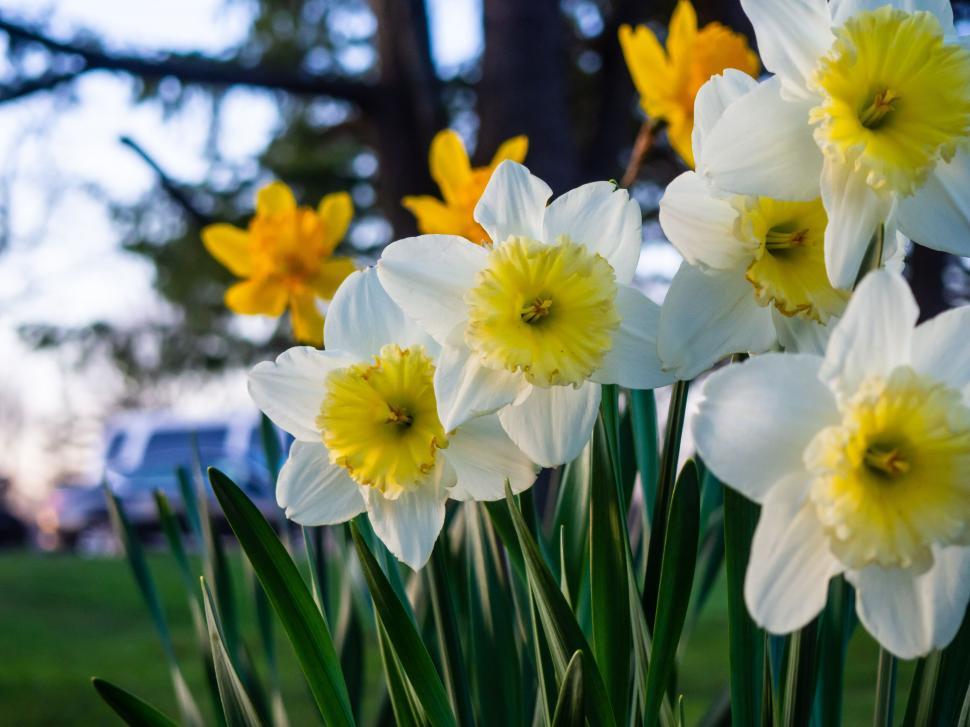 Free Image of Vibrant yellow daffodils in spring bloom 