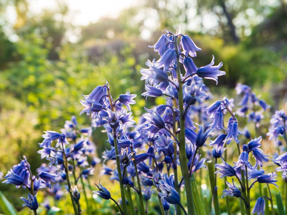 Free Image of Purple bluebells glowing in sunset light 