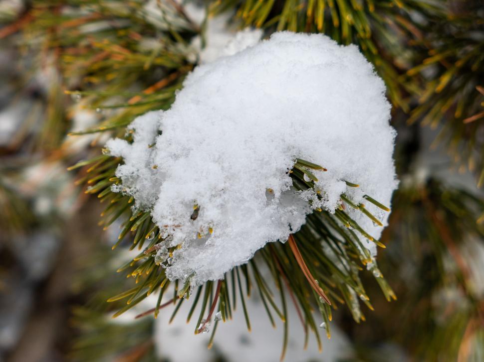 Free Image of Snow-clad pine needles in winter 