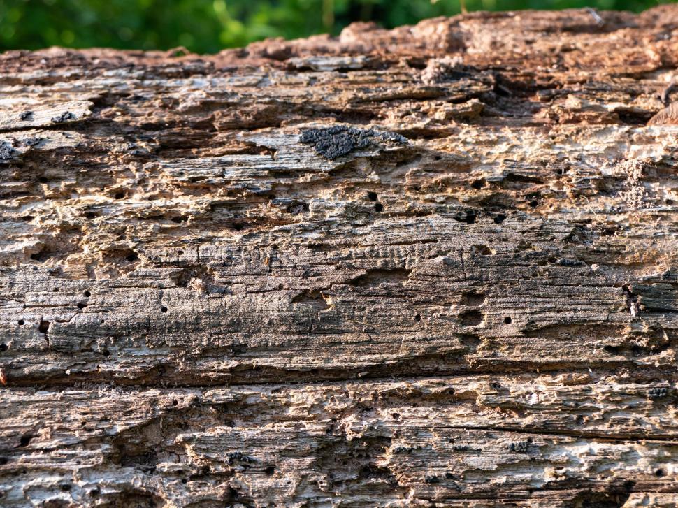 Free Image of Close-up texture of decaying wood log 