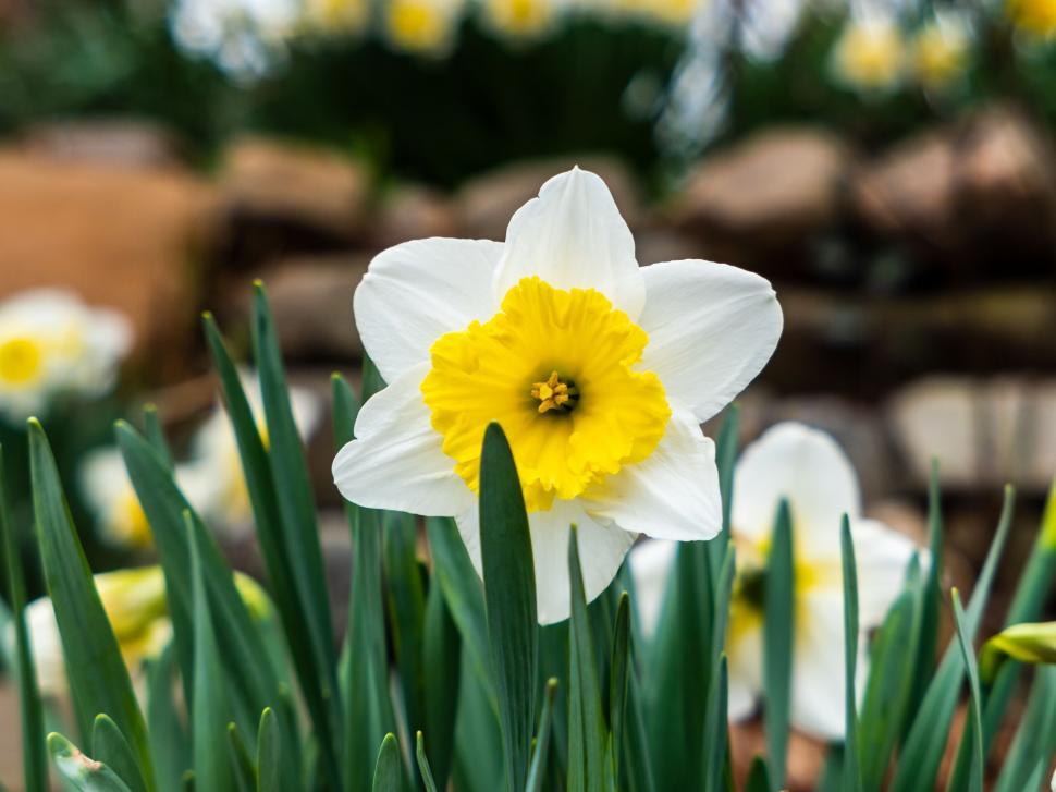 Free Image of Vibrant single daffodil in full bloom 