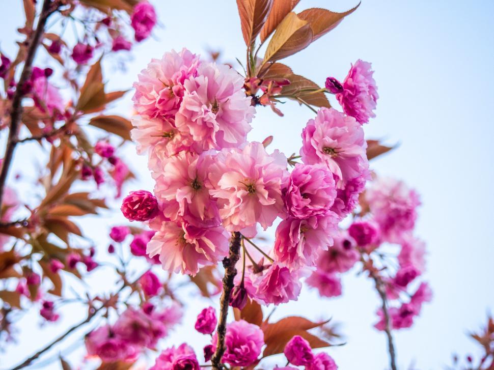 Free Image of Pink cherry blossoms in spring season 