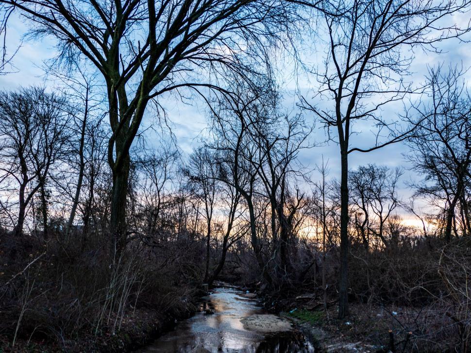Free Image of Twilight over a tranquil wooded creek 