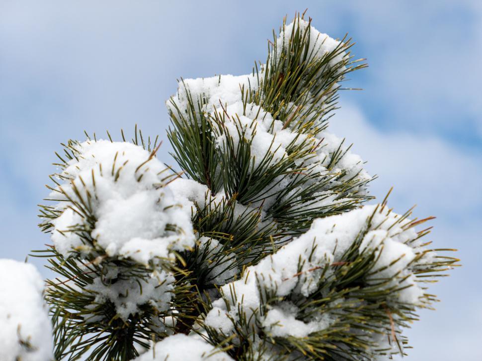 Free Image of Snow-dusted pine tree branches close-up 