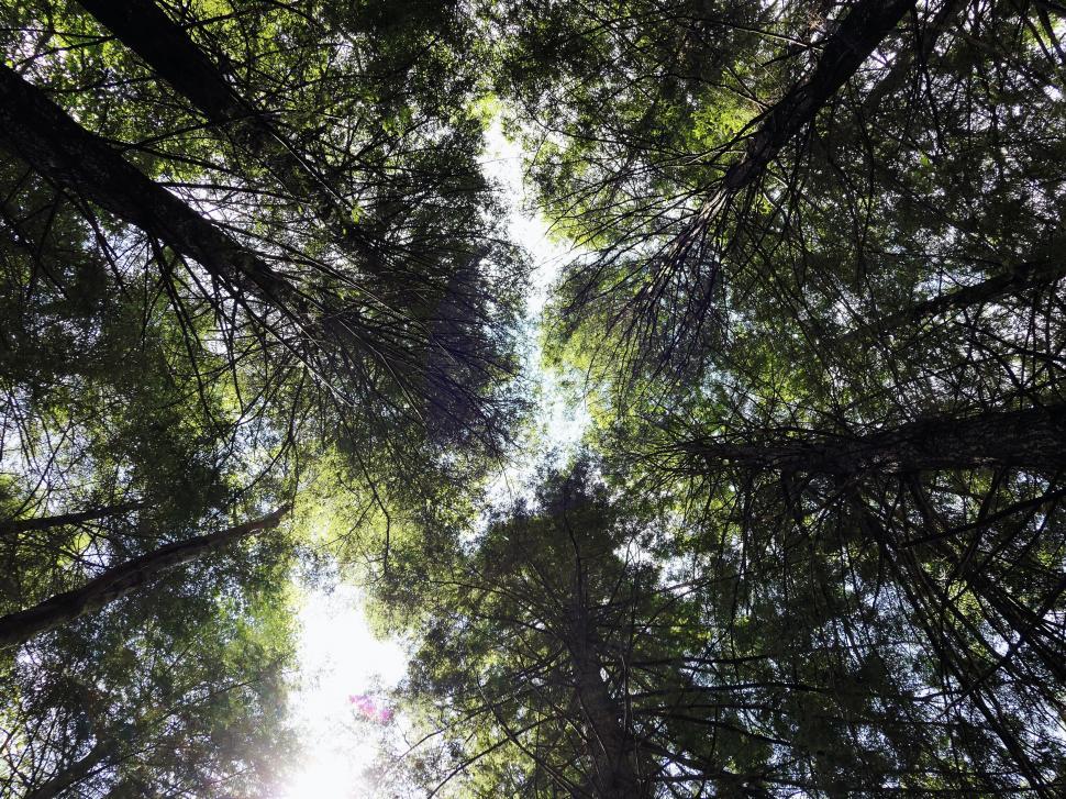 Free Image of Looking up at a forest canopy with sunlight 