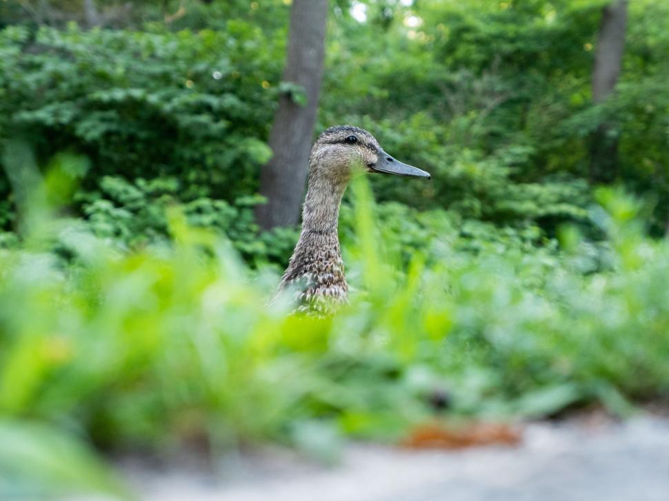 Free Image of Duck peeking through green foliage 