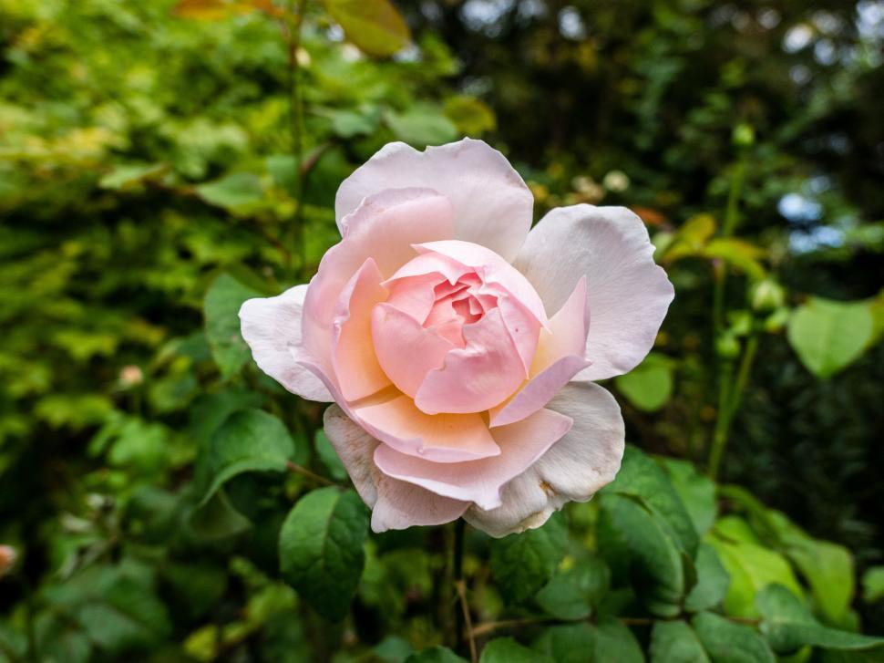 Free Image of Delicate pink rose in natural setting 