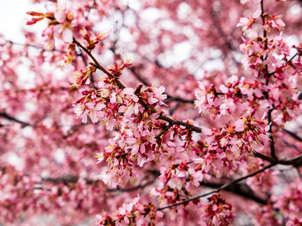 Free Image of Blooming cherry blossoms on branches 
