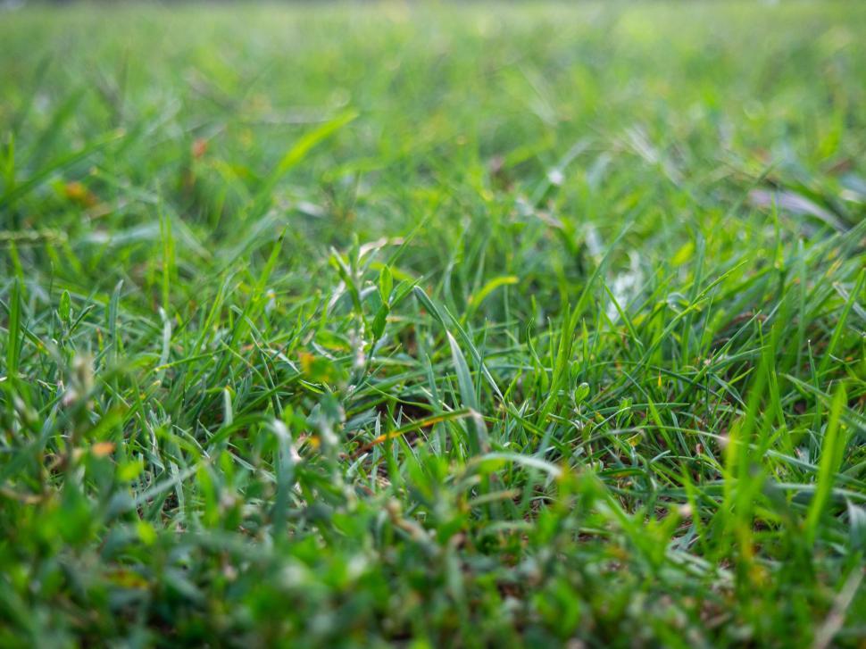 Free Image of Lush green grass close-up in daylight 