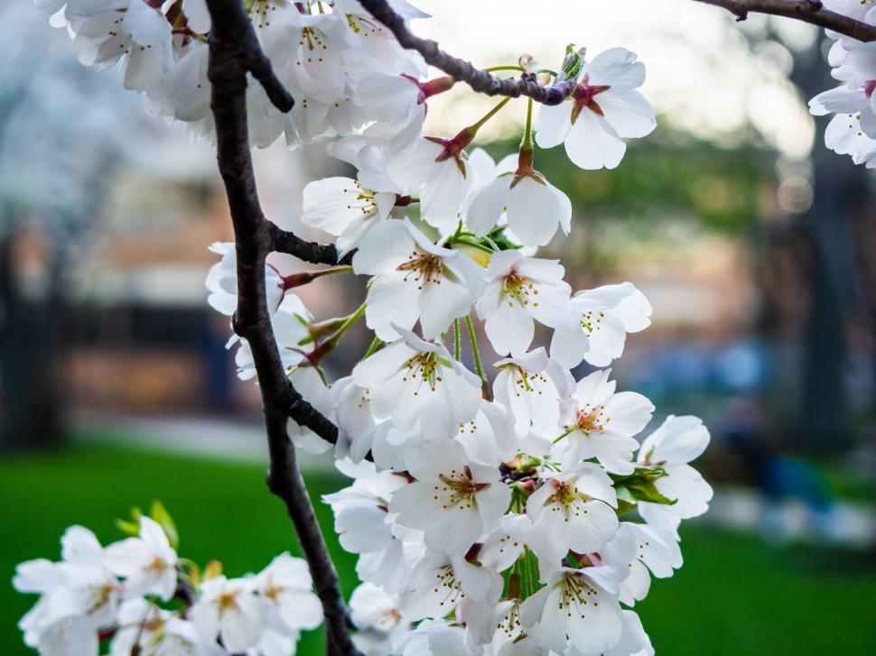 Free Image of Blooming white cherry blossoms on tree 