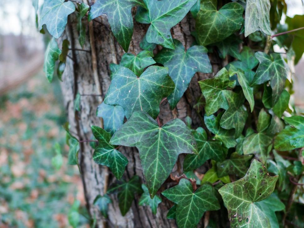 Free Image of Ivy leaves overgrown on tree trunk close up 