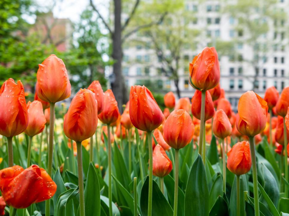 Free Image of Wet red tulips blooming in urban garden 