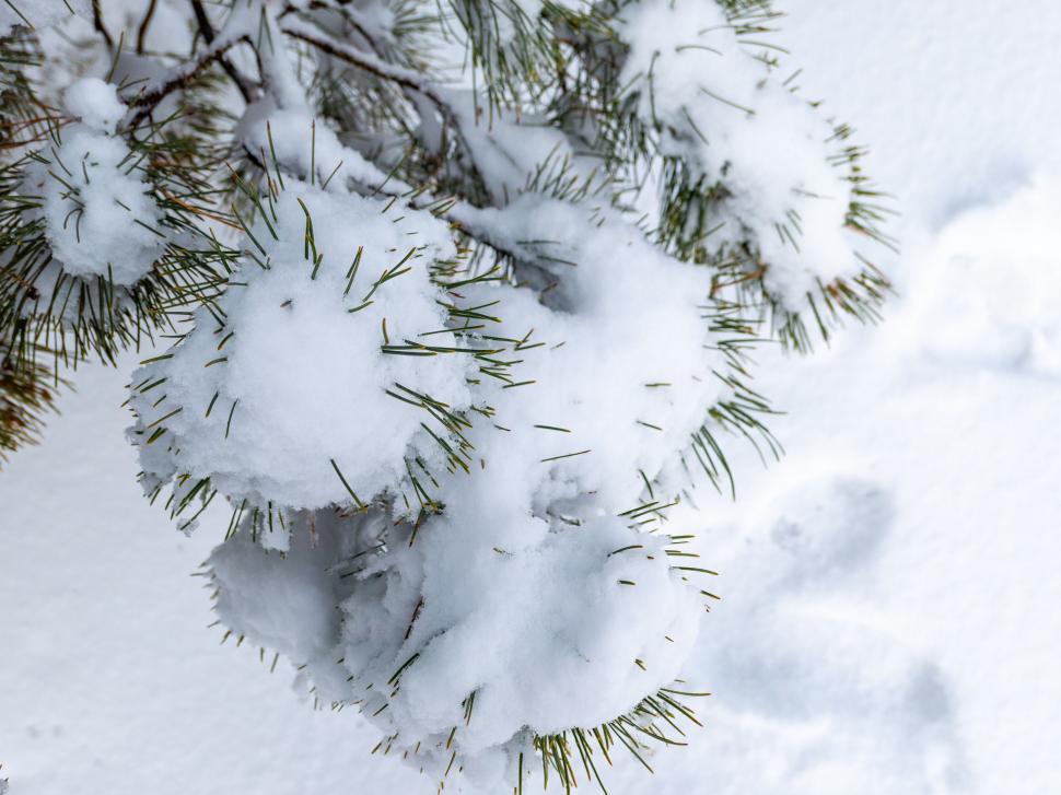 Free Image of Snow-covered pine branches during winter 