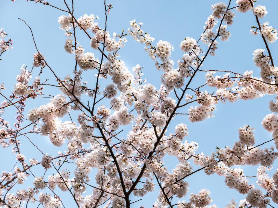 Free Image of Cherry blossoms filling the sky beautifully 