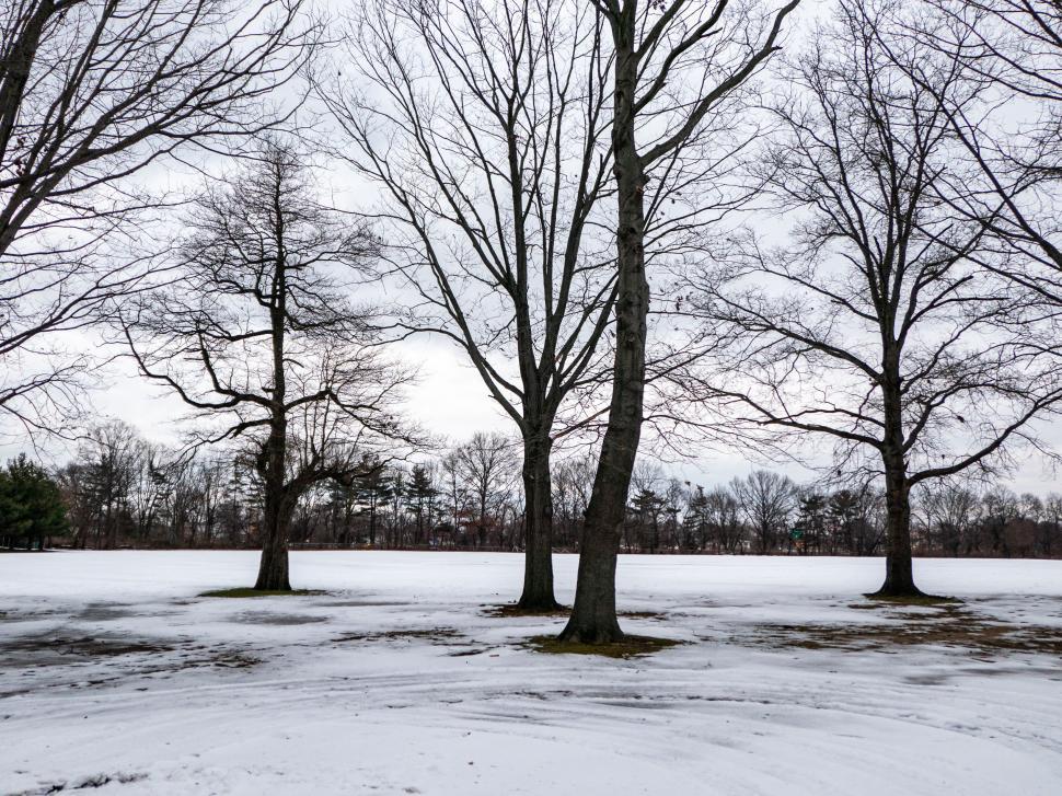 Free Image of Bare winter trees on a snowy landscape 