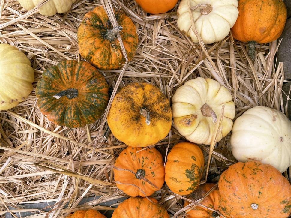 Free Image of Assorted pumpkins on a straw-covered ground 