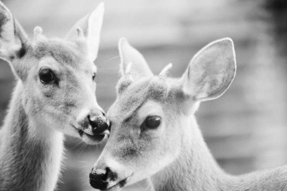 Free Image of Intimate moment between two deer 