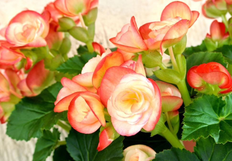 Free Image of Vibrant pink and yellow hybrid tea roses 