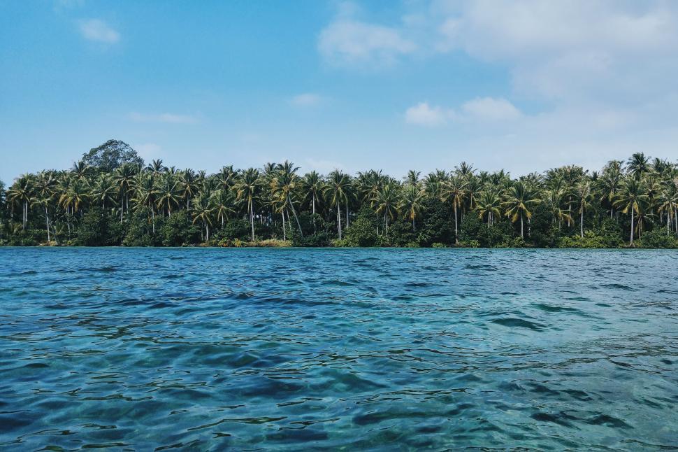 Free Image of Tropical coastline with dense palm trees 