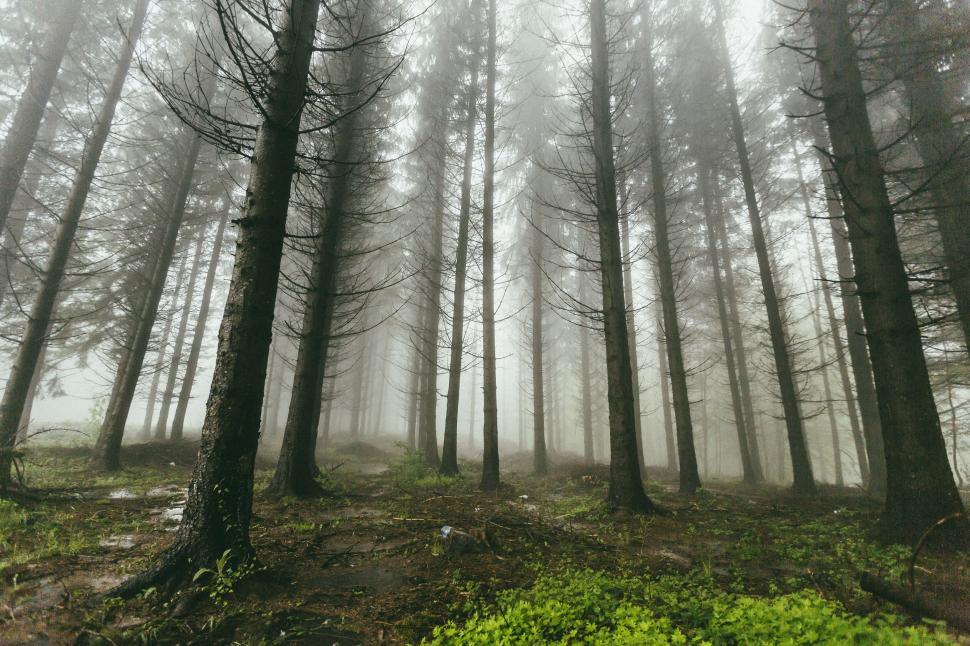 Free Image of Misty forest scene with towering trees 
