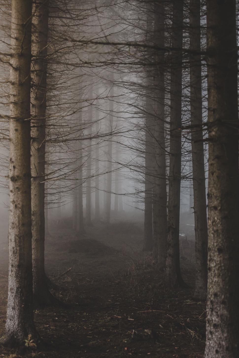 Free Image of Dark forest pathway with foggy atmosphere 
