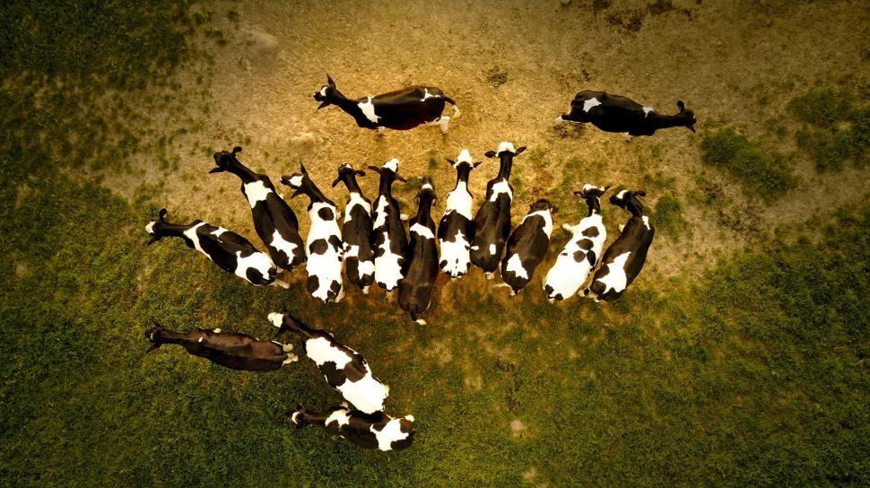 Free Image of Aerial view of cows in a grass field 