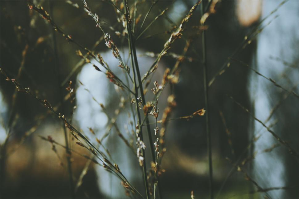 Free Image of Subtle beauty among delicate wild grasses in woods 