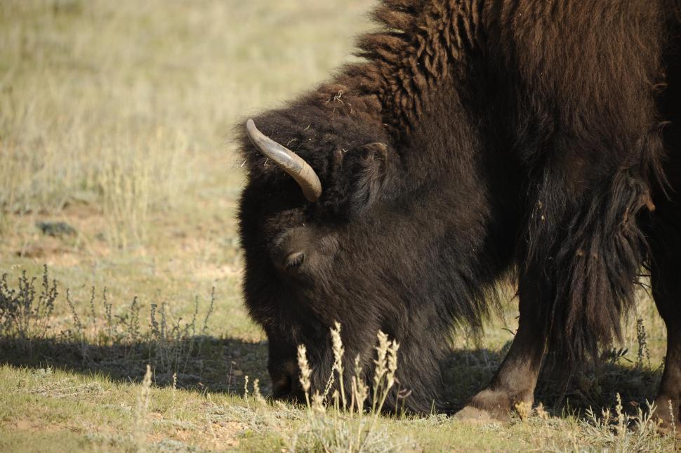 Free Image of Bison in the meadow 