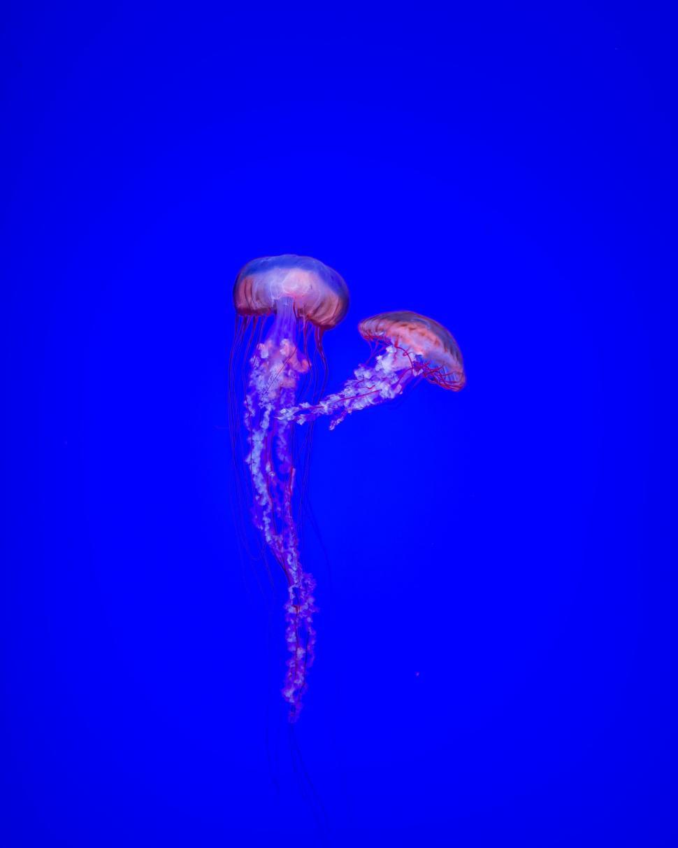 Free Image of Pair of jellyfish floating gracefully underwater 
