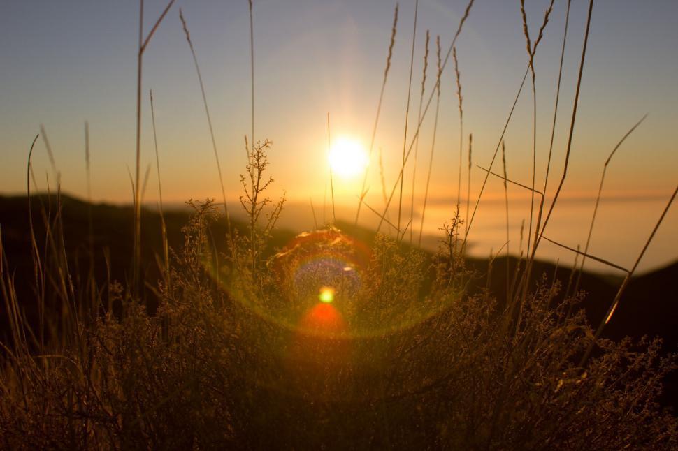 Free Image of Sunset viewed through tall grass 