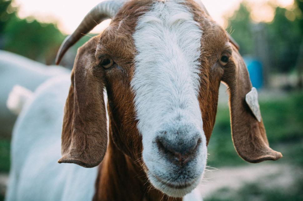 Free Image of Close-up shot of a brown and white goat 