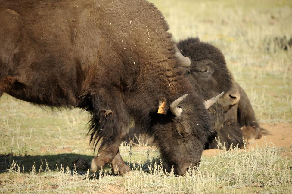 Free Image of Two Bison 