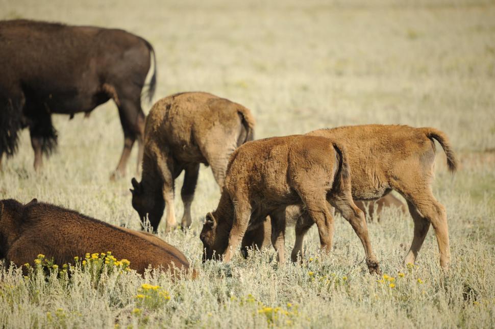 Free Image of Bison calves 