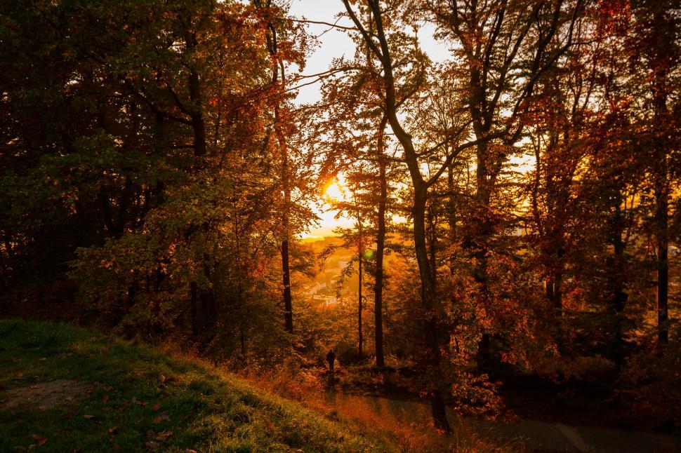 Free Image of Autumn sunset through forest trees 