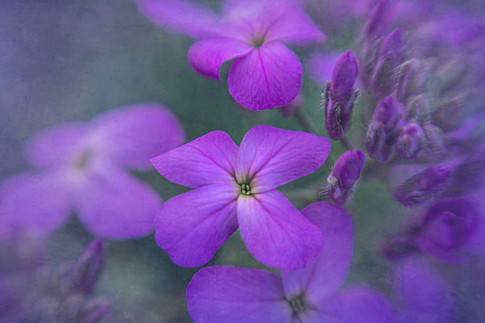 Free Image of Vivid close-up of purple flowers in bloom 