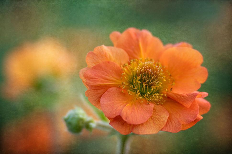 Free Image of Soft textured image of a blooming orange flower 