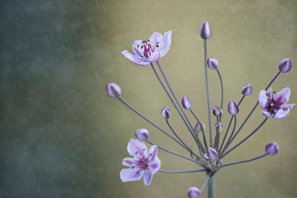 Free Image of Delicate pink flowers on an artistic backdrop 
