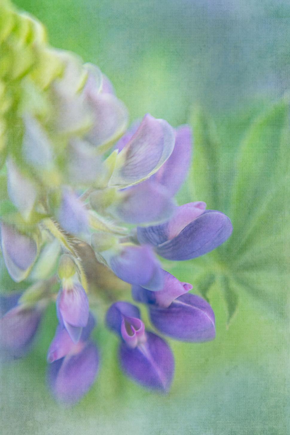 Free Image of Dreamy image of purplish lupine flowers 