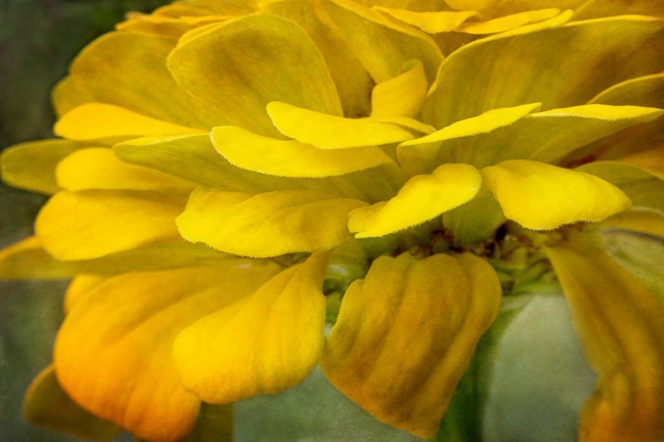 Free Image of Close-up shot of vibrant yellow Marigold 