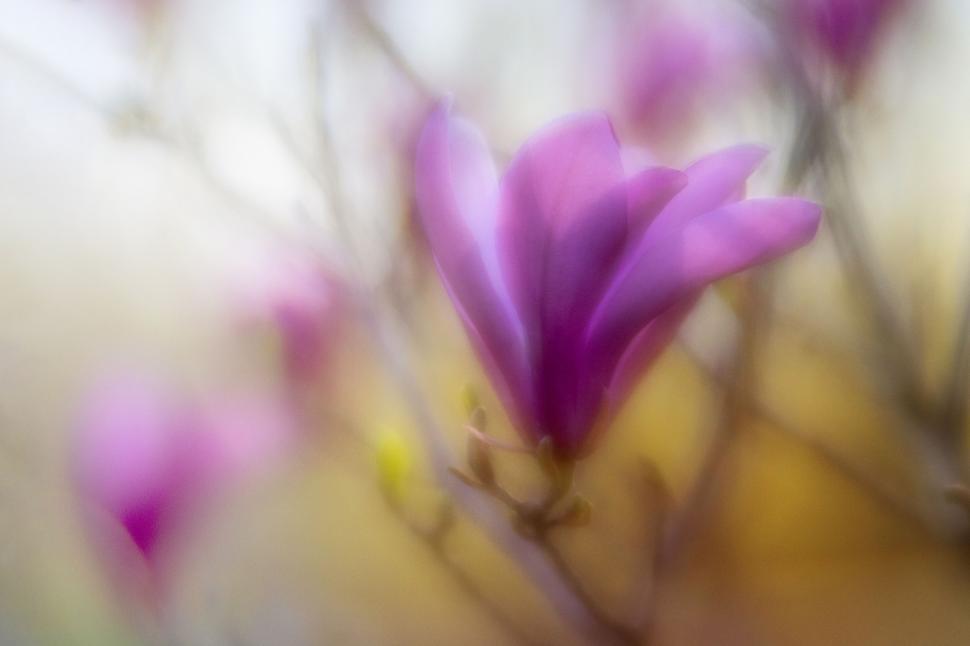 Free Image of Soft Purple Magnolia in Dreamy Light 