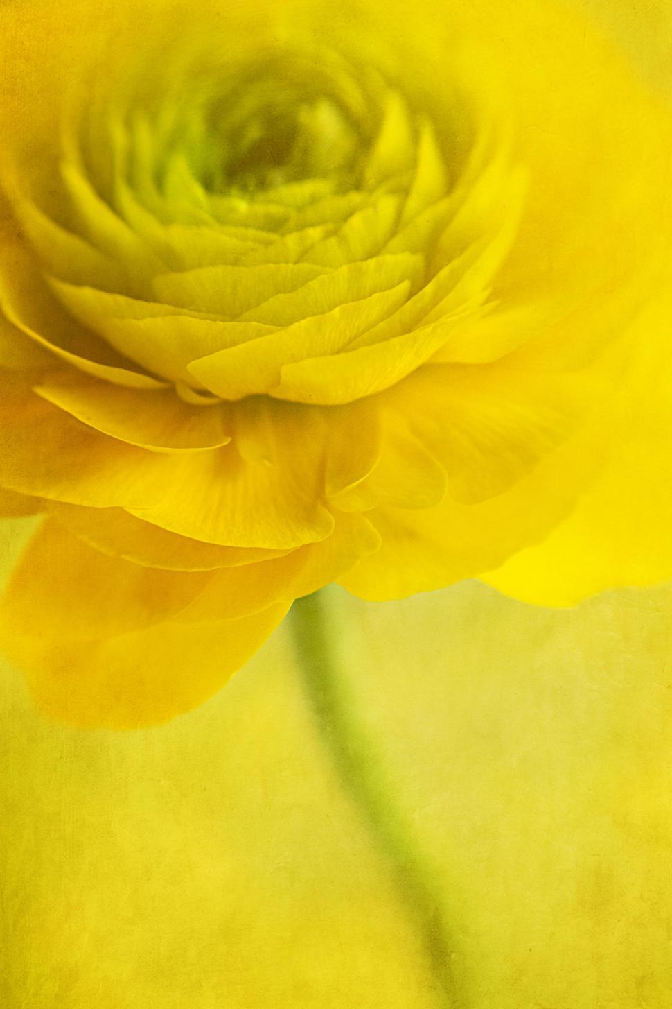 Free Image of Vibrant Yellow Ranunculus Flower Detail 