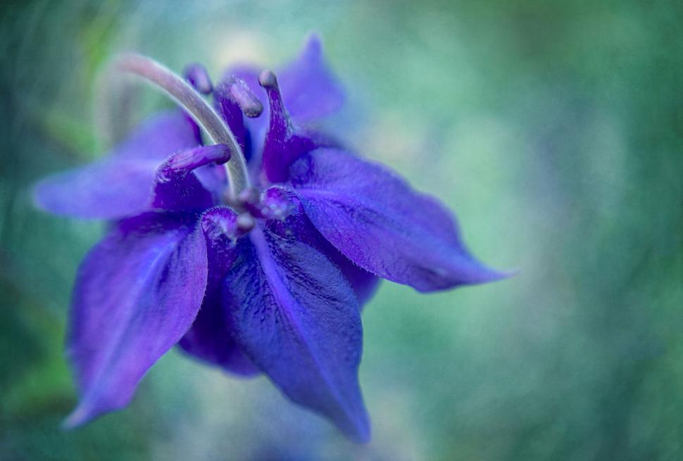 Free Image of Delicate Deep Blue Delphinium Flower 