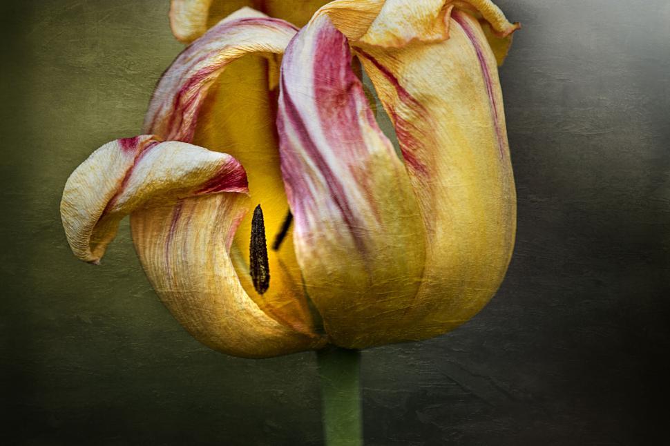 Free Image of Wilting Tulip in Vintage Still Life Style 