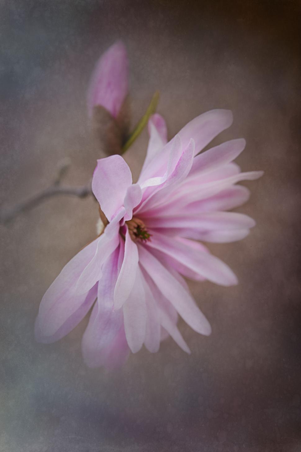 Free Image of Delicate pink magnolia blossom on dark 