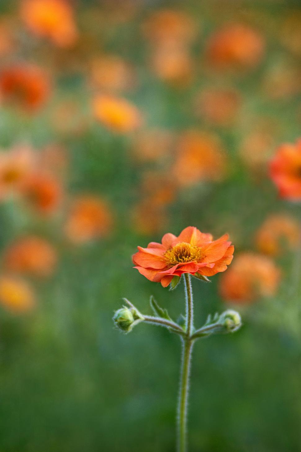 Free Image of Vibrant orange flower with soft out of focus 