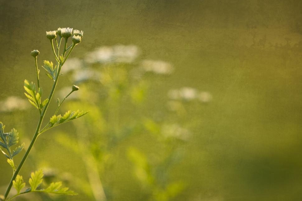 Free Image of Soft-focus white flowers against green 