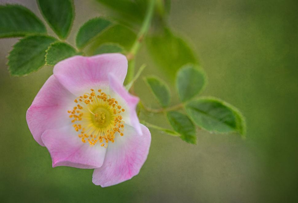 Free Image of Delicate Pink Wild Rose on Green Background 