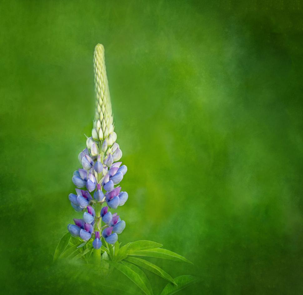 Free Image of Vibrant Blue Lupine Flower Against Green Blur 